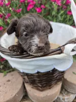 Gidget , a female Yorkipoo for sale in Riverton, WY – 2 of 4