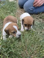Badger, a male Miniature Dachshund for sale in Riverton, WY – 5 of 6