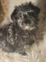 Twig 1, a male Doxiepoo for sale in Riverton, WY – 2 of 3