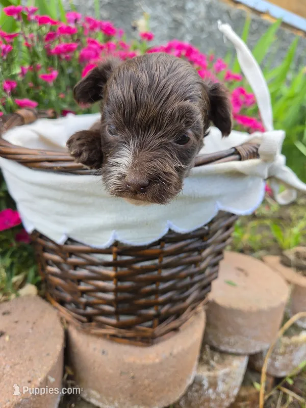 Gidget  – Yorkipoo puppy for sale in Riverton, WY