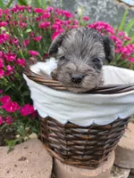 GiGi, a female Yorkipoo for sale in Riverton, WY – 4 of 6