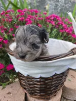 GiGi, a female Yorkipoo for sale in Riverton, WY – 2 of 6