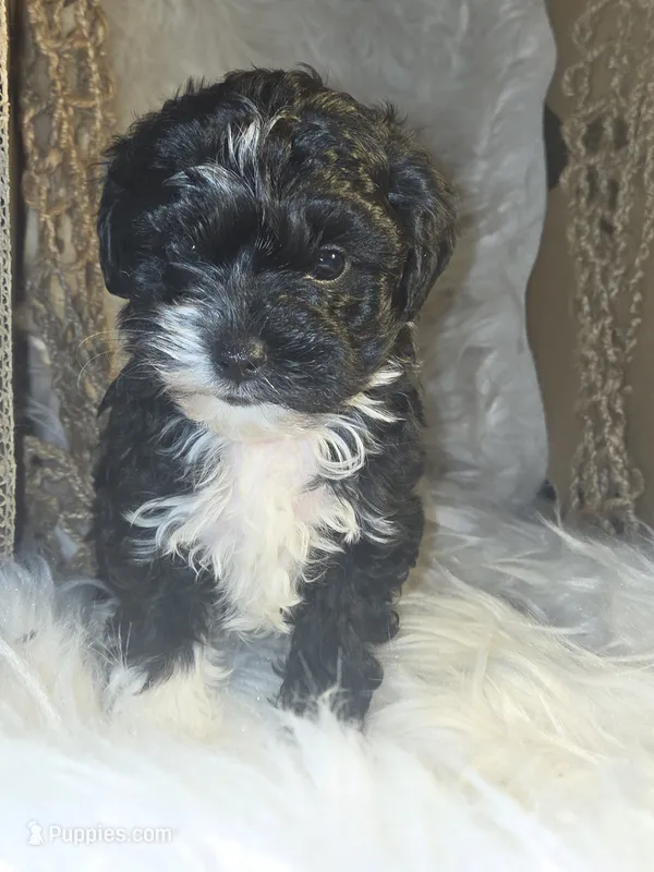 Buddy – Havapoo puppy for sale in Riverton, WY