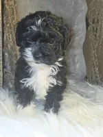 Buddy, a male Havapoo for sale in Riverton, WY – 1 of 4