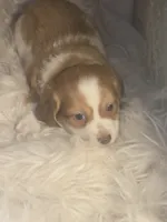 Rusty - Fluffy boy, a male Chiweenie for sale in Riverton, WY – 3 of 4