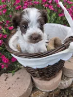 Trix choc and white girl, a female Doxiepoo for sale in Riverton, WY – 2 of 3