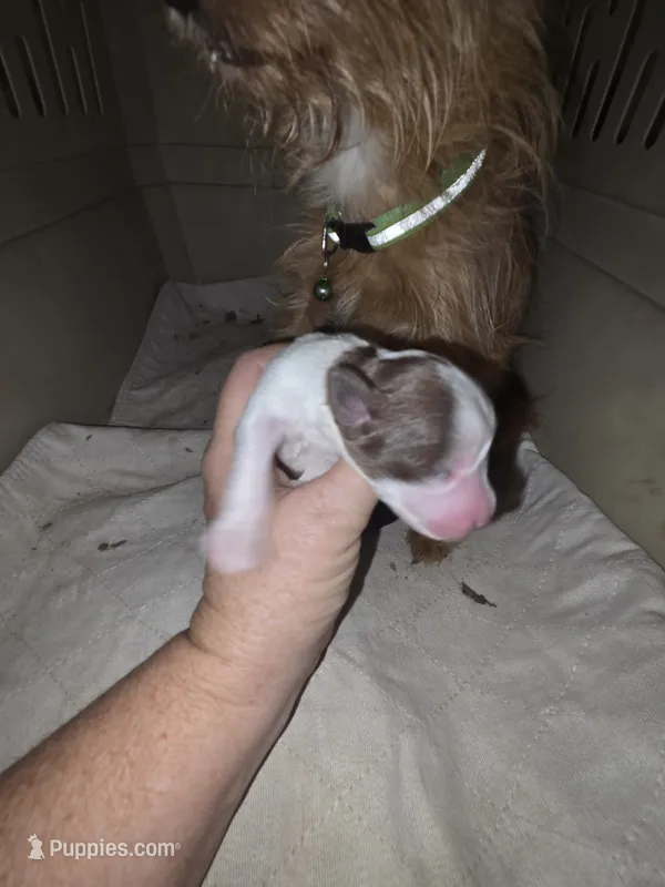 Twig choc and white - more white – Doxiepoo puppy for sale in Riverton, WY