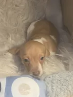 Copper - Smooth boy, a male Chiweenie for sale in Riverton, WY – 2 of 6