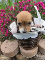Brynn, a female Miniature Dachshund for sale in Riverton, WY – 4 of 8