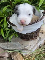 Gepetto, a male Yorkipoo for sale in Riverton, WY – 3 of 6