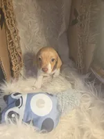 Copper - Smooth boy, a male Chiweenie for sale in Riverton, WY – 3 of 6