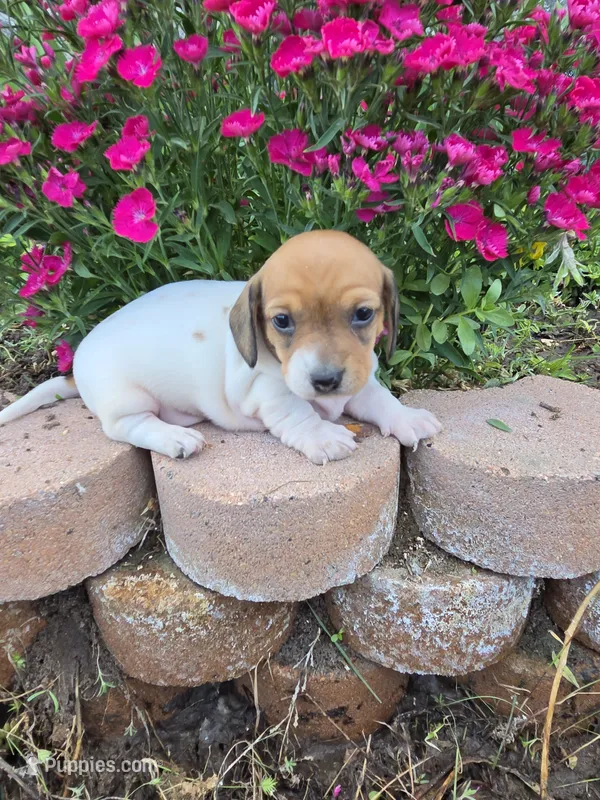 Brynn – Miniature Dachshund puppy for sale in Riverton, WY