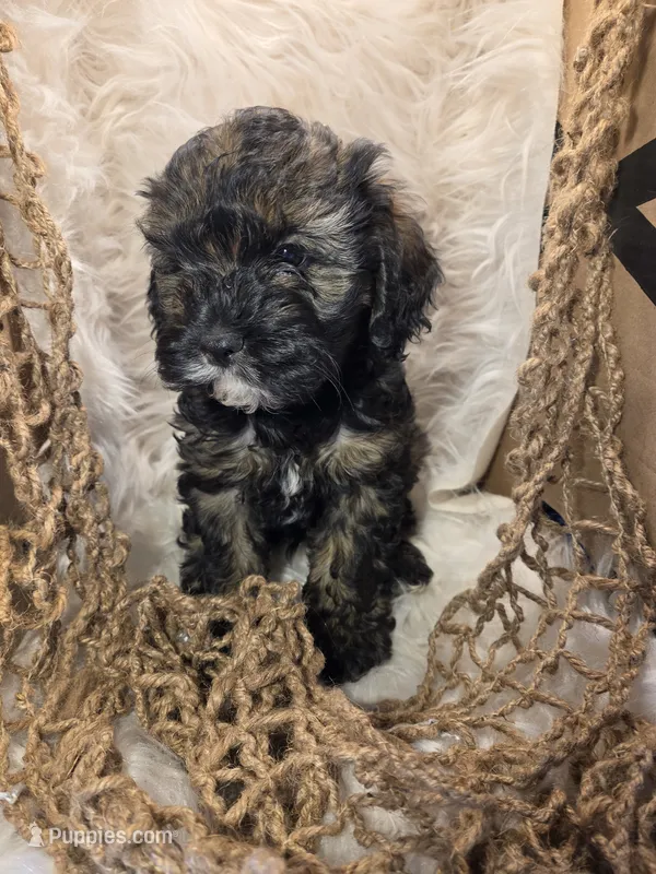Zeb – Cockapoo puppy for sale in Riverton, WY