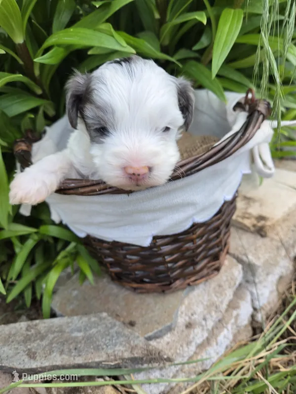 Gepetto – Yorkipoo puppy for sale in Riverton, WY