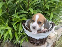Badger, a male Miniature Dachshund for sale in Riverton, WY – 2 of 6