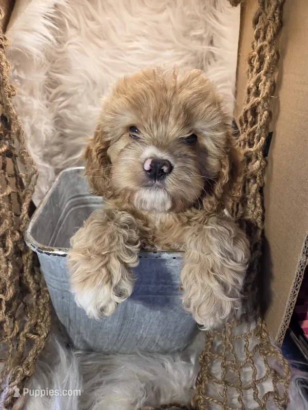Zenna – Cockapoo puppy for sale in Riverton, WY