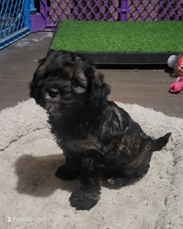Zeb – Cockapoo puppy for sale in Riverton, WY