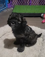 Zeb, a male Cockapoo for sale in Riverton, WY – 1 of 3