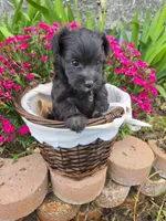 Robin , a female Doxiepoo and Yorkipoo for sale in Riverton, WY – 3 of 5