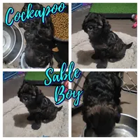 Zeb, a male Cockapoo for sale in Riverton, WY – 3 of 3