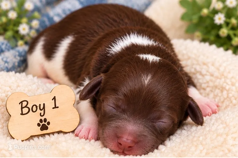 Trix 1 – Doxiepoo puppy for sale in Riverton, WY