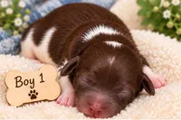 Trix 1, a male Doxiepoo for sale in Riverton, WY – 1 of 4