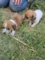 Badger, a male Miniature Dachshund for sale in Riverton, WY – 3 of 6