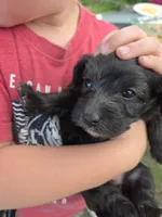 Robin , a female Doxiepoo and Yorkipoo for sale in Riverton, WY – 2 of 5