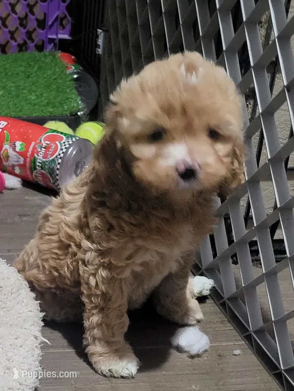 Zenna – Cockapoo puppy for sale in Riverton, WY