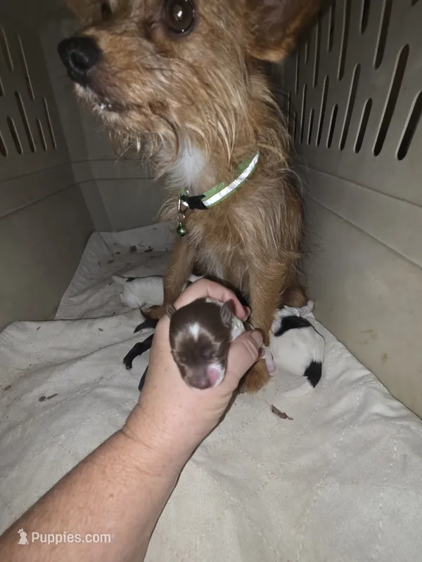 Trix choc and white girl – Doxiepoo puppy for sale in Riverton, WY