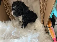 Buddy, a male Havapoo for sale in Riverton, WY – 4 of 4