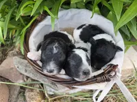 Drifter , a male Poodle - Miniature  for sale in Riverton, WY – 2 of 2