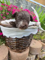Gidget , a female Yorkipoo for sale in Riverton, WY – 4 of 4