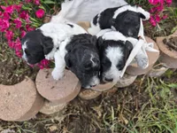 Delta, a female Poodle - Miniature  for sale in Riverton, WY – 2 of 2