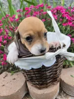 Brynn, a female Miniature Dachshund for sale in Riverton, WY – 2 of 8
