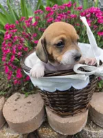 Brynn, a female Miniature Dachshund for sale in Riverton, WY – 3 of 8