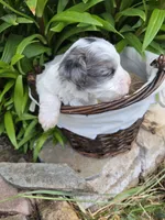 Gepetto, a male Yorkipoo for sale in Riverton, WY – 5 of 6