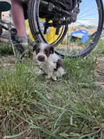 Twig Black and white girl, a female Doxiepoo for sale in Riverton, WY – 2 of 2