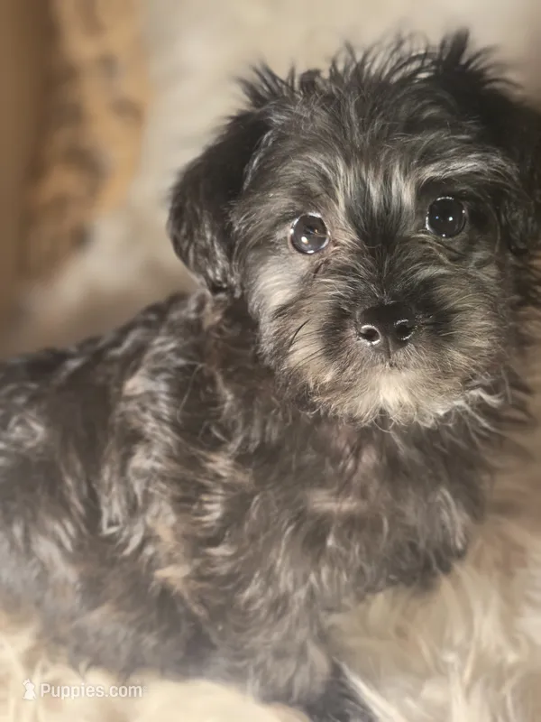 Robin  – Doxiepoo, Yorkipoo puppy for sale in Riverton, WY