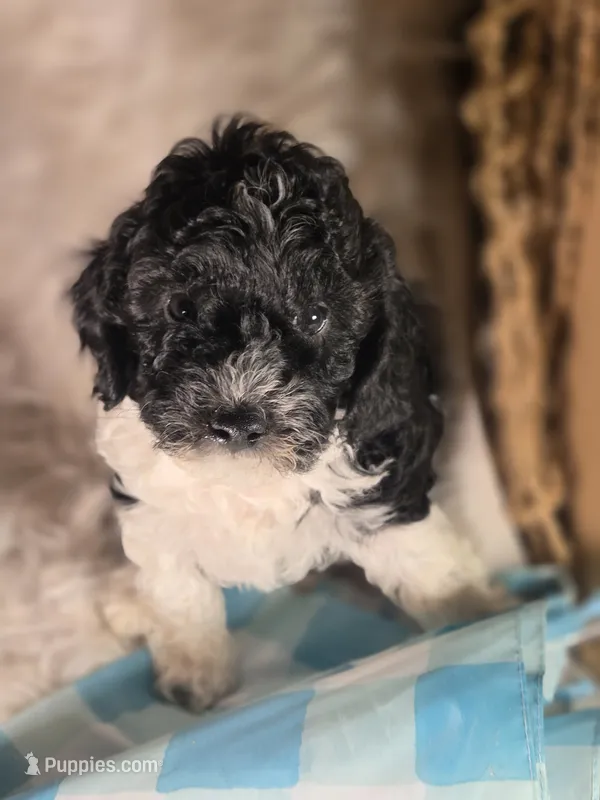 Drifter  – Poodle - Miniature  puppy for sale in Riverton, WY