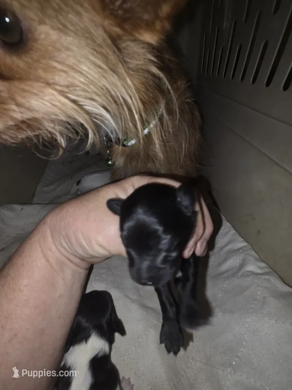 Twig 1 – Doxiepoo puppy for sale in Riverton, WY