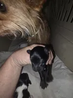 Twig 1, a male Doxiepoo for sale in Riverton, WY – 1 of 3