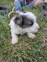Gepetto, a male Yorkipoo for sale in Riverton, WY – 6 of 6