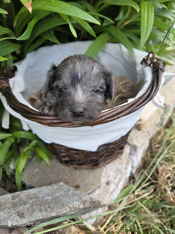 Grizzly – Yorkipoo puppy for sale in Riverton, WY