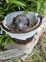 Grizzly, a male Yorkipoo for sale in Riverton, WY – 1 of 2
