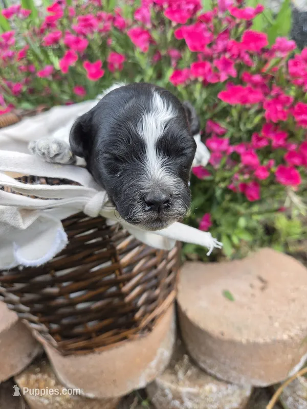 Delta – Poodle - Miniature  puppy for sale in Riverton, WY