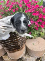 Delta, a female Poodle - Miniature  for sale in Riverton, WY – 1 of 2