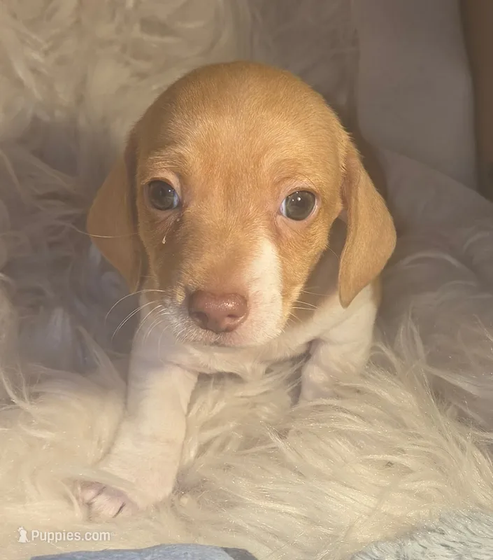Copper - Smooth boy – Chiweenie puppy for sale in Riverton, WY