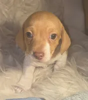 Copper - Smooth boy, a male Chiweenie for sale in Riverton, WY – 1 of 6