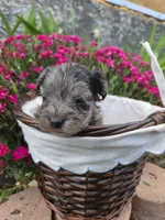 GiGi, a female Yorkipoo for sale in Riverton, WY – 5 of 6